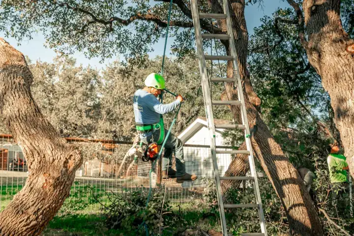 Arborist working from a ladder in a garden tree, with a colleague on the ground