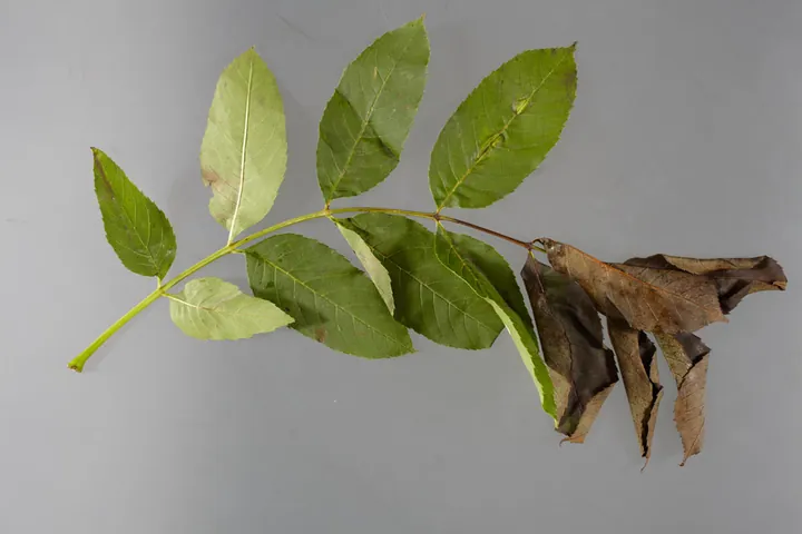 Ash leaf stalk with healthy leaflets and wilted brown leaflets caused by ash dieback