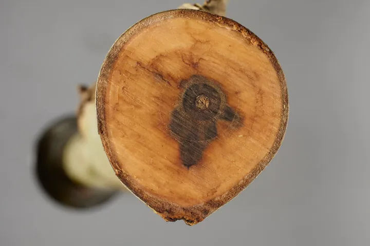 Cross-section of an ash stem showing dark staining in the wood caused by ash dieback