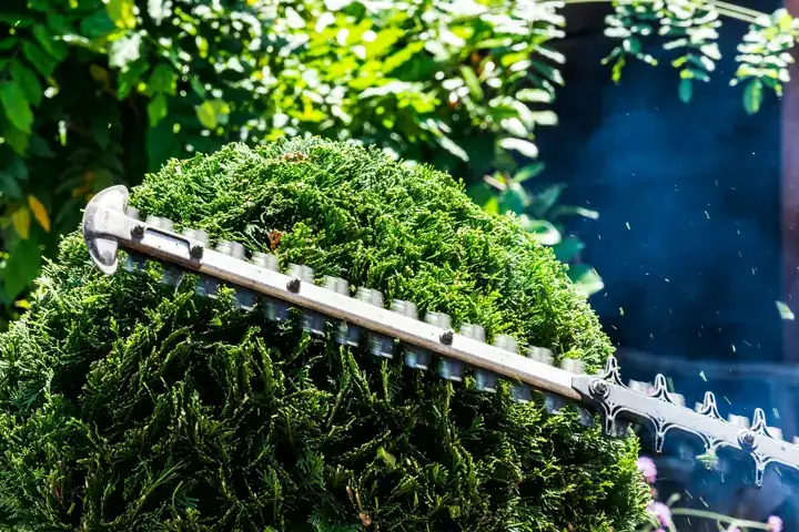 Close-up of a hedge trimmer blade shaping a dense green shrub