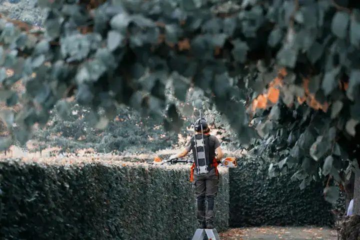 Gardener on a ladder trimming the top of a tall green hedge