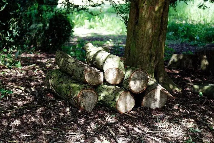 Stacked logs beside a tree trunk in a shady garden