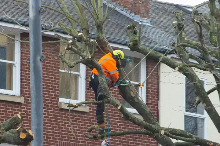 Tree surgeon in hi-vis pruning a street tree beside red-brick houses