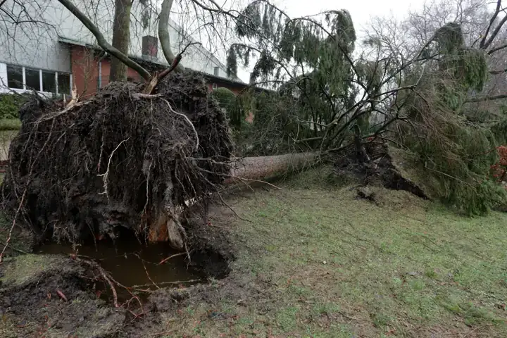 Large tree uprooted and fallen across a garden after a storm