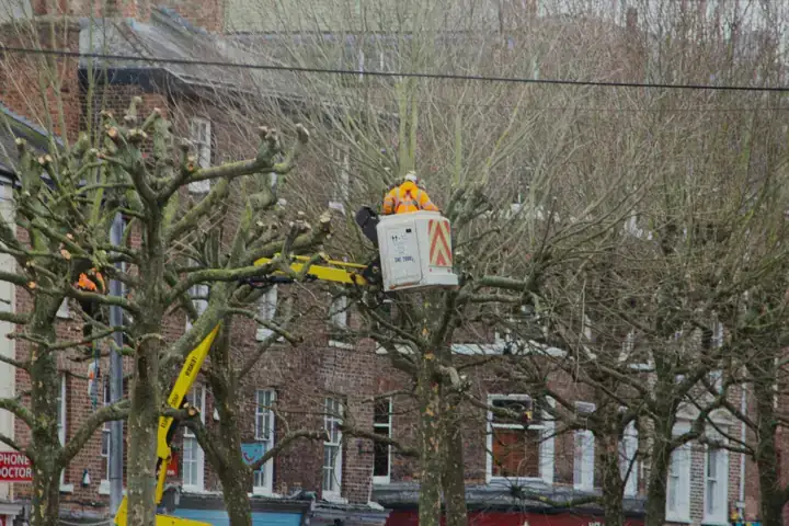 Tree surgeon on a cherry-picker platform pruning a mature tree