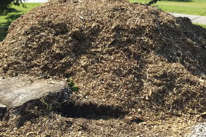 A large heap of fresh wood chip on grass